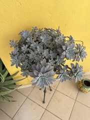 Kalanchoe fedtschenkoi