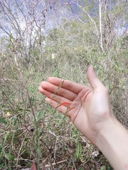 Dicliptera sexangularis