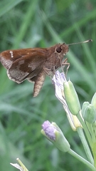 Cymaenes odilia