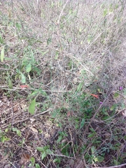 Dicliptera sexangularis