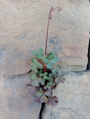 Oxalis spiralis