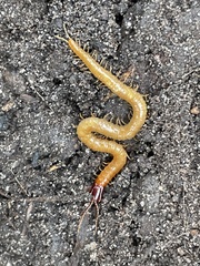 Dicellophilus anomalus