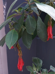 Fuchsia boliviana