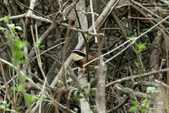 Melanopareia elegans