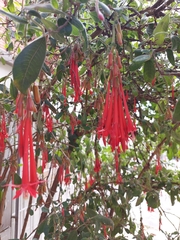 Fuchsia boliviana