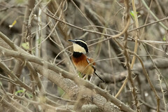 Melanopareia elegans