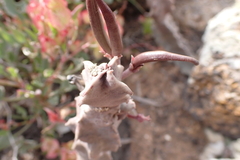 Ceropegia burchardii image