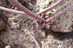 Ceropegia burchardii image