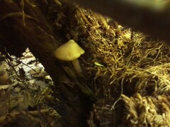 Psilocybe caerulipes