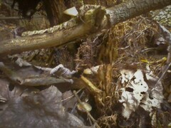 Psilocybe caerulipes