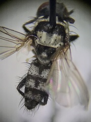Anthomyia oculifera