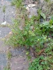 Lepidium bipinnatifidum