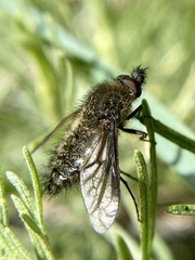 Conophorus