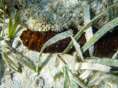 Holothuria mexicana