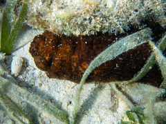 Holothuria mexicana