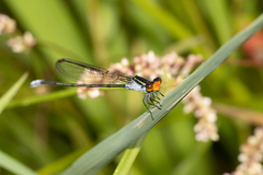 Pseudagrion ignifer