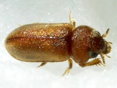 Tropicus pusillus