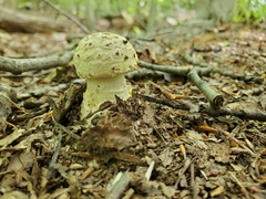 Gemmatae
