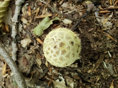 Gemmatae