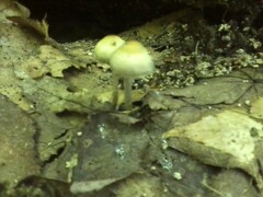 Psilocybe caerulipes