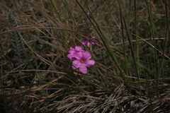 Oxalis hispidula