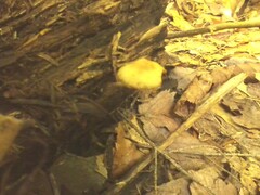 Psilocybe caerulipes