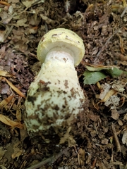 Gemmatae