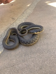 Thamnophis hammondii