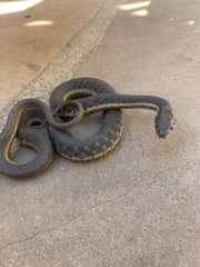 Thamnophis hammondii