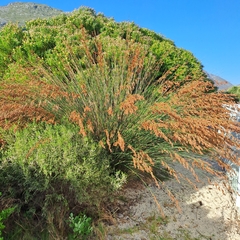 Thamnochortus insignis