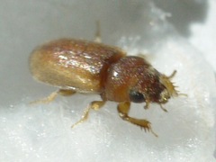 Tropicus pusillus