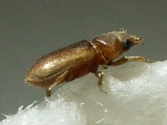Tropicus pusillus