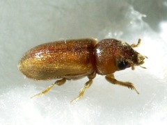Tropicus pusillus