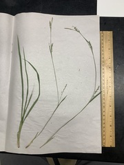 Carex ignota