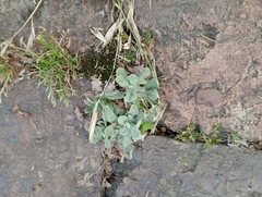 Helichrysum luteoalbum