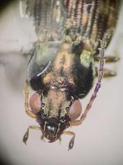 Bembidion