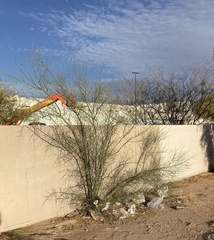 Parkinsonia florida
