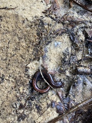 Plethodon ventralis