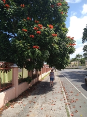 Spathodea campanulata