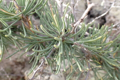 Asparagus pastorianus image