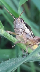Dichroplus elongatus