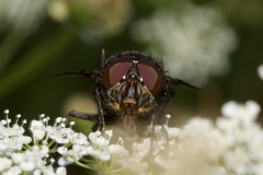 Calliphora vomitoria