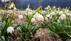 Leucojum vernum