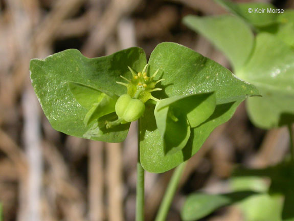 Euphorbia crenulata