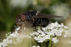 Calliphora vomitoria