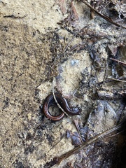 Plethodon ventralis