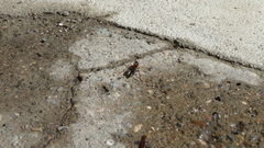 Sceliphron caementarium