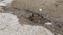 Sceliphron caementarium