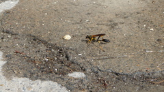Sceliphron caementarium