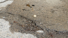Sceliphron caementarium